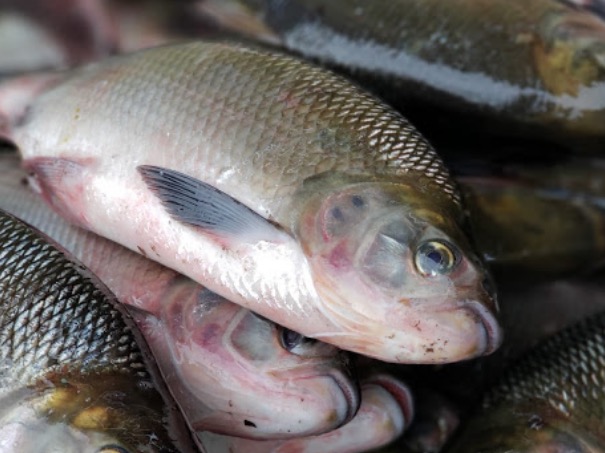 Veja quais espécies de peixes entrarão no defeso a partir da próxima semana