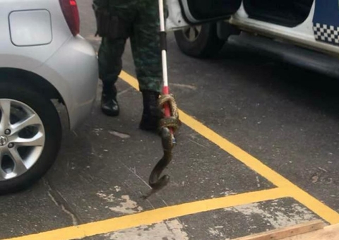 Cobra é encontrada em estacionamento de condomínio em Manaus