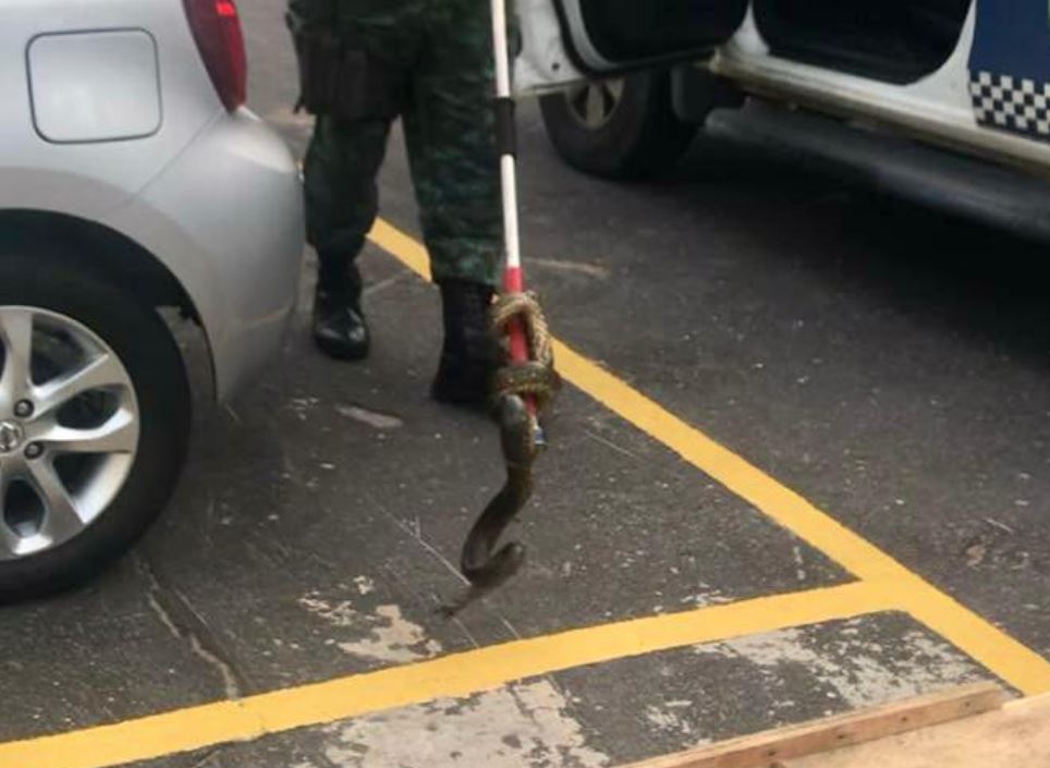 Cobra é encontrada em estacionamento de condomínio em Manaus