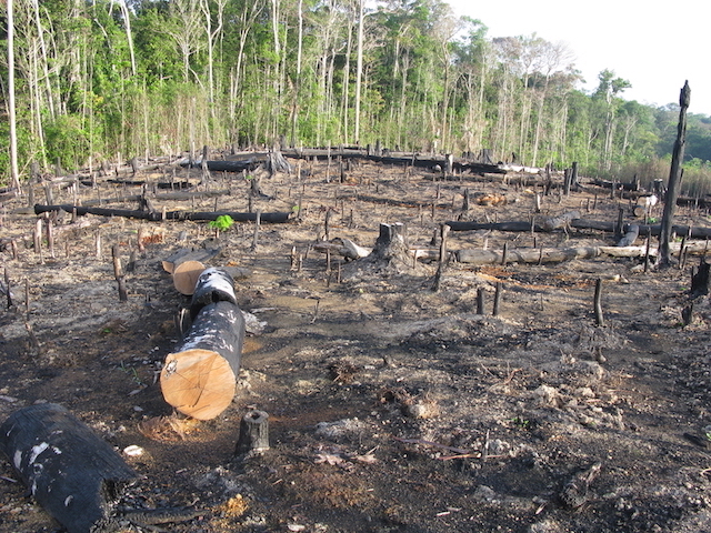 MPF e MPC recomendam medidas para combater queimadas no Amazonas