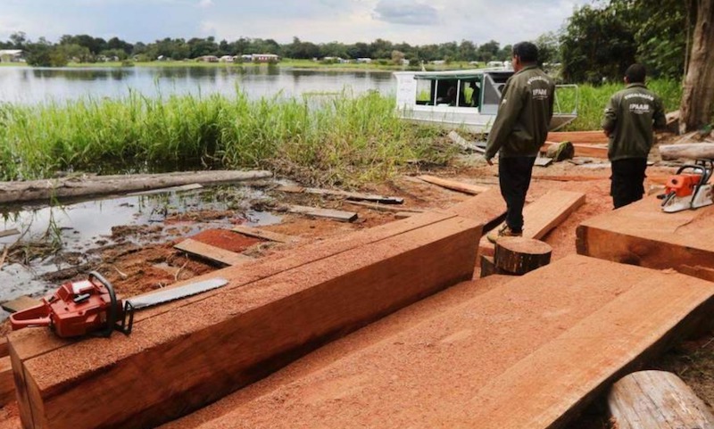 MPF quer devolução de madeira da Amazônia exportada ilegalmente para EUA