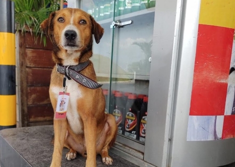 Cachorro ganha crachá ao ser adotado por funcionários de posto de gasolina