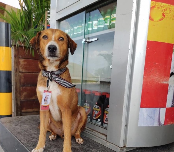 Cachorro ganha crachá ao ser adotado por funcionários de posto de gasolina