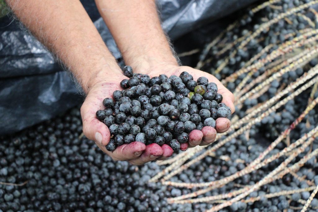 Produção de açaí contribui diretamente na redução de CO2, diz estudo