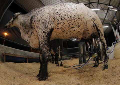 Feira de Agronegócios na Nilton Lins promete movimentação 