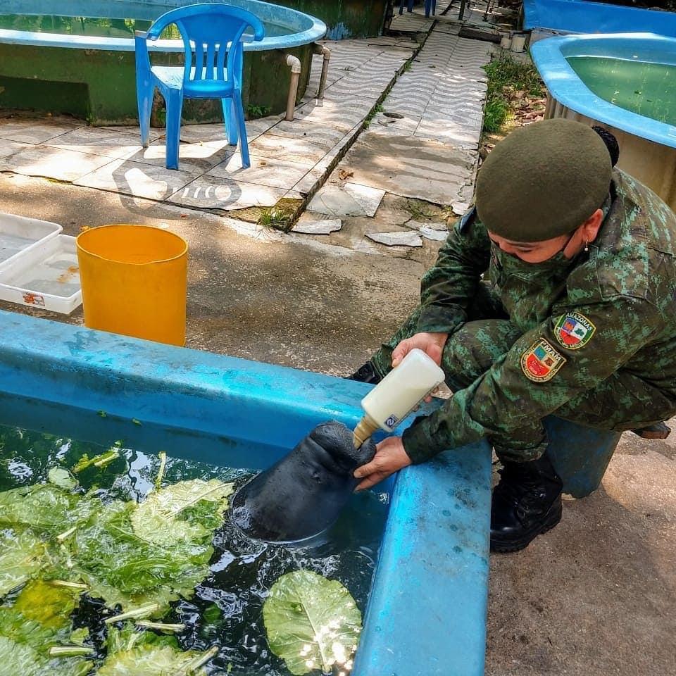 Filhote de peixe-boi é resgatado de comunidade no Amazonas