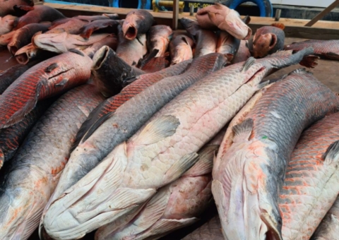 Cinco toneladas de pirarucu ilegal são apreendidas no Amazonas