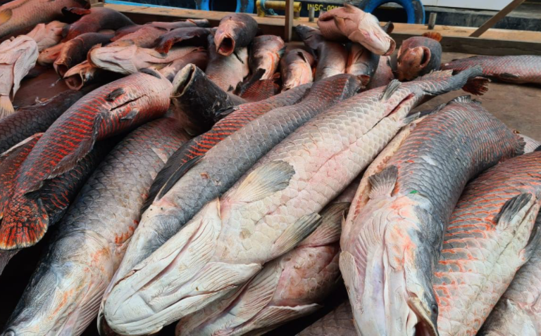 Cinco toneladas de pirarucu ilegal são apreendidas no Amazonas