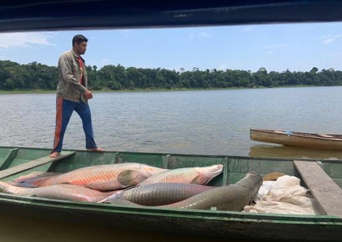 Técnicos do Mapa visitam manejo de jacaré e pirarucu no Amazonas