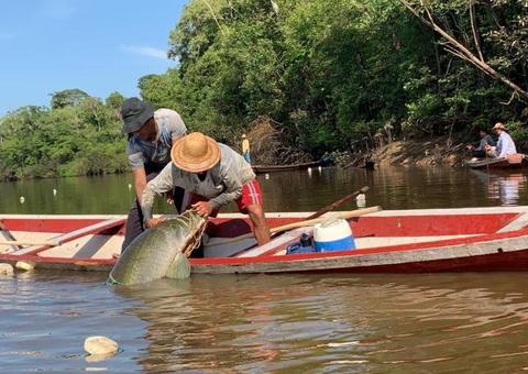 Idam auxilia pescadores na despesca do pirarucu manejado no Amazonas
