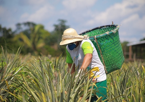 Abacaxi de Novo Remanso é destaque como patrimônio imaterial do Amazonas