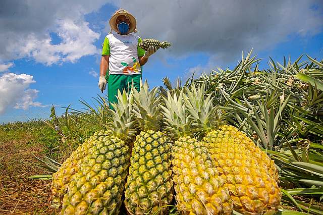Abacaxi de Novo Remanso é destaque como patrimônio imaterial do Amazonas