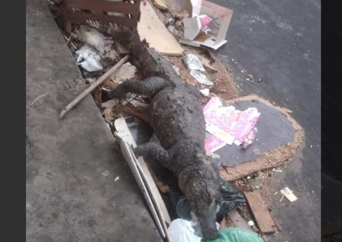 Após chuva forte, jacaré gigante é achado na calçada de avenida em Manaus