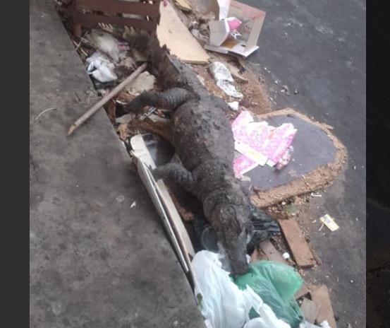 Após chuva forte, jacaré gigante é achado na calçada de avenida em Manaus