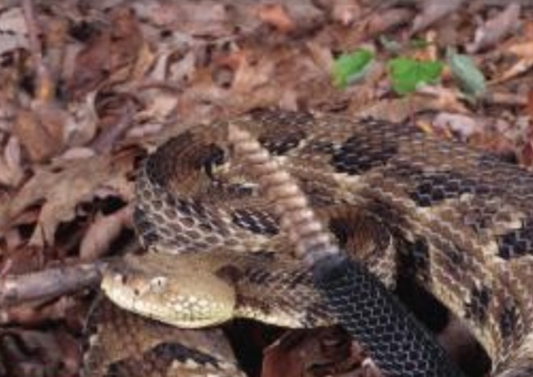 Estudo avalia uso de veneno da cascavel amazônica em tratamento de câncer