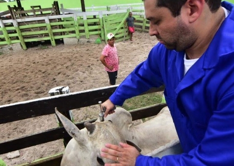 Animais de 8 municípios no Amazonas serão imunizados contra  Febre Aftosa