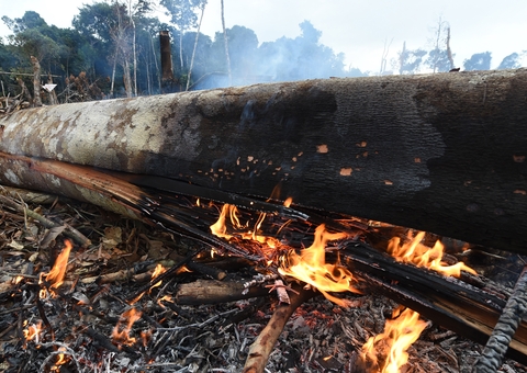 Força Nacional atuará em operação contra crimes ambientais no Amazonas
