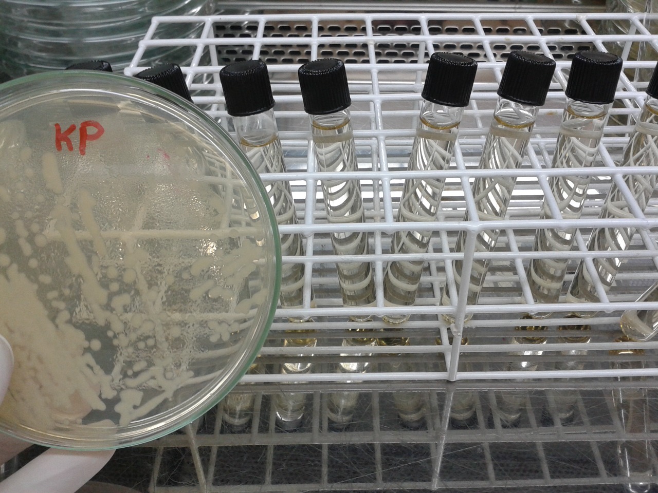 Estudo avalia uso de veneno da cascavel amazônica em tratamento de câncer