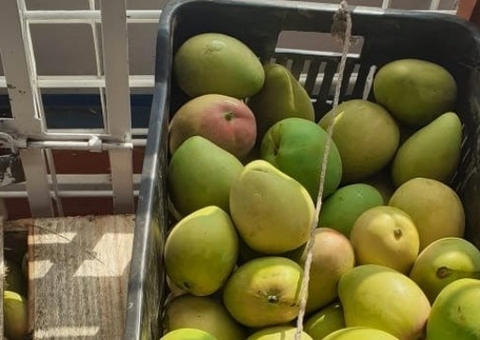 Adaf apreende 80 quilos de manga em embarcação no Amazonas