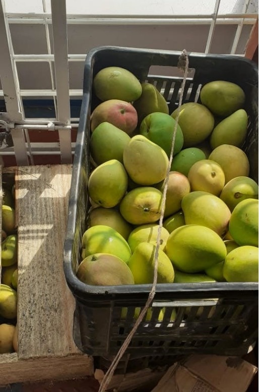 Adaf apreende 80 quilos de manga em embarcação no Amazonas