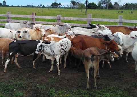 MPF pede que Frigorífico Amazonas pague indenização de R$ 43,23 milhões