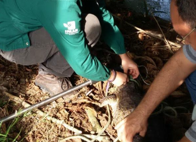 Veja funcionamento do serviço de resgate de animais nas festa de fim de ano