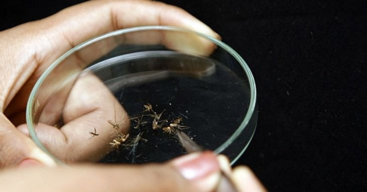 Surto de malária atinge o Amazonas e município lidera ranking de casos