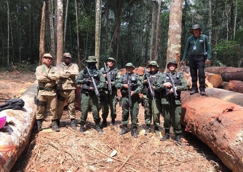 Apreensão de madeira ilegal registra recorde no Amazonas