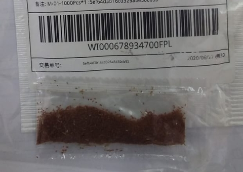 Sementes desconhecidas de origem asiática chegam ao interior do Amazonas