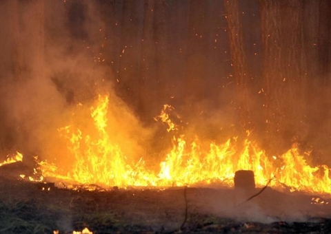 Amazonas bate recorde de queimadas em 2020 