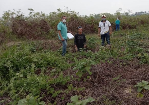Colheita de cará-roxo é avaliada para aumentar produtividade no Amazonas