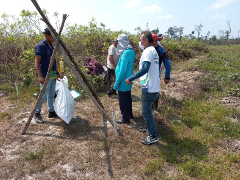 Colheita de cará-roxo é avaliada para aumentar produtividade no Amazonas