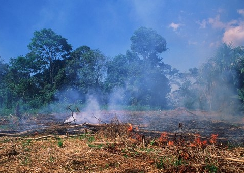 MPF questiona afastamento de brigadistas do combate a incêndios na Amazônia