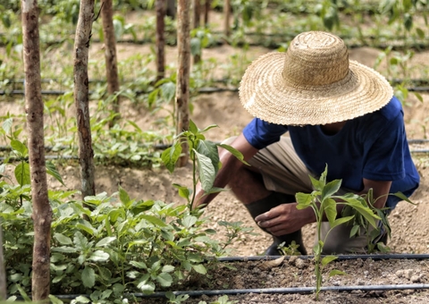 Valores de referência do agronegócio do Amazonas são atualizados 
