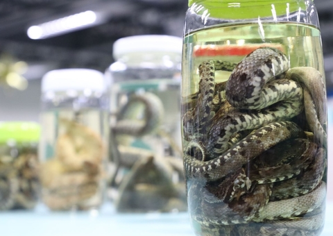 Serpentes são os animais peçonhentos que mais causam acidentes no AM 