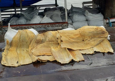 Polícia apreende 8,9 toneladas de pirarucu ilegal no Amazonas 