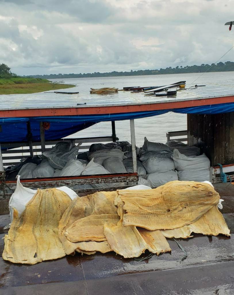 Polícia apreende 8,9 toneladas de pirarucu ilegal no Amazonas 