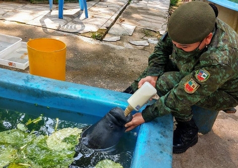 Filhote de peixe-boi é resgatado de comunidade no Amazonas