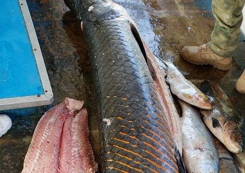 Homem é preso com 11 toneladas de pescado ilegal no Amazonas