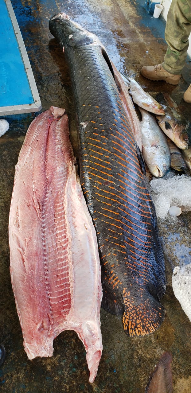 Homem é preso com 11 toneladas de pescado ilegal no Amazonas
