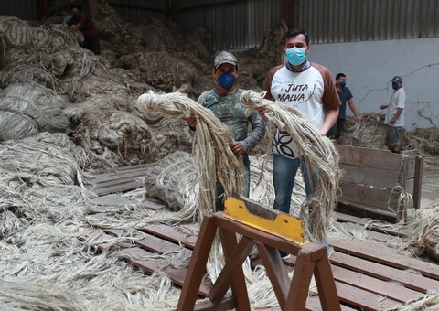 Amazonas paga R$ 3,6 milhões de subvenção a produtores de juta e malva