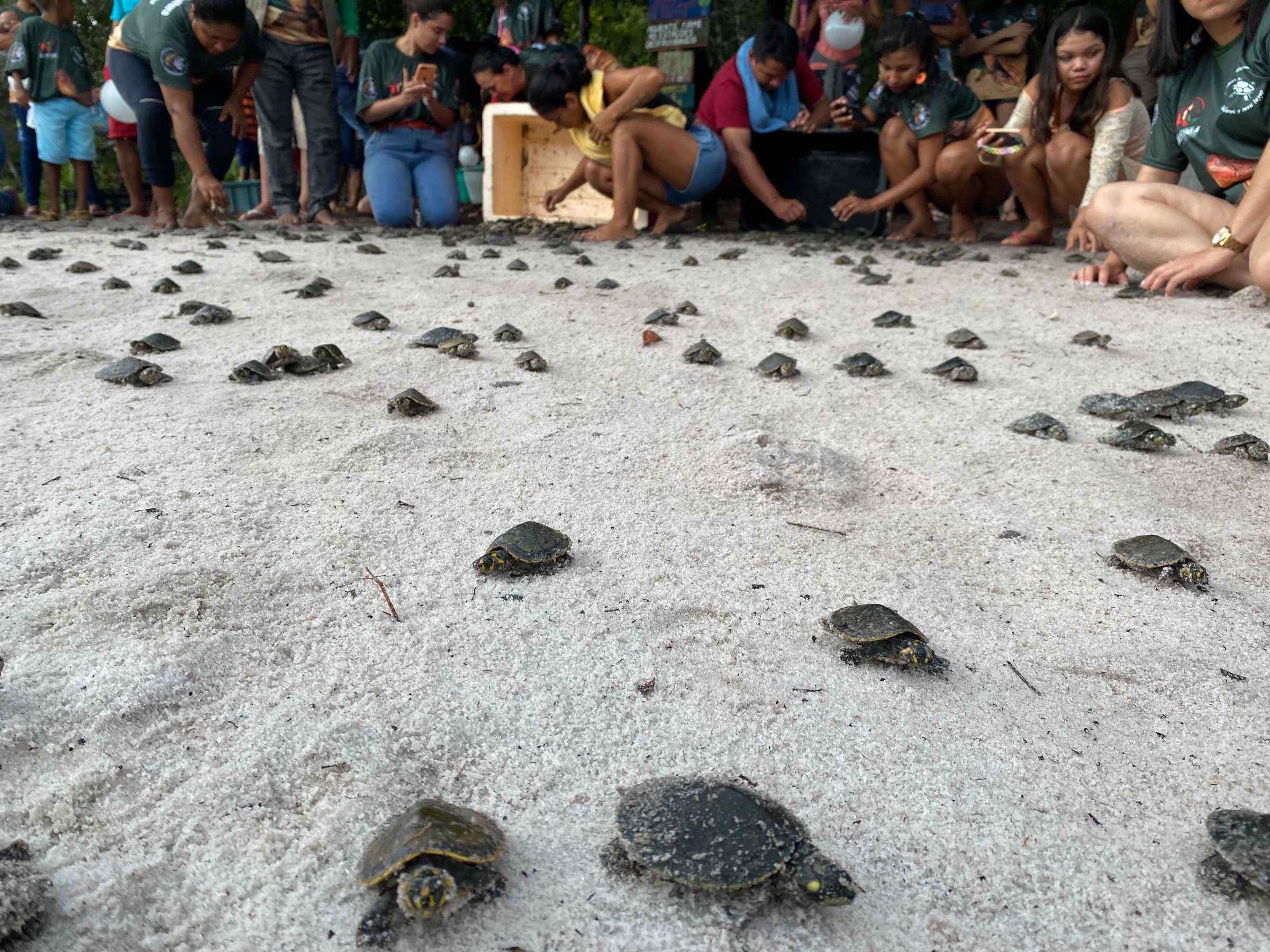 Mais de 11 mil filhotes de quelônios são devolvidos à natureza no Amazonas