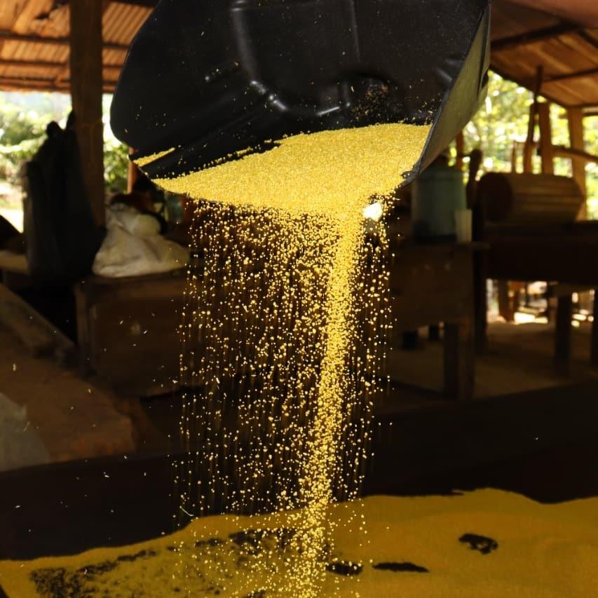 Amazonense desenvolve farinha de mandioca orgânica para celíacos e atletas