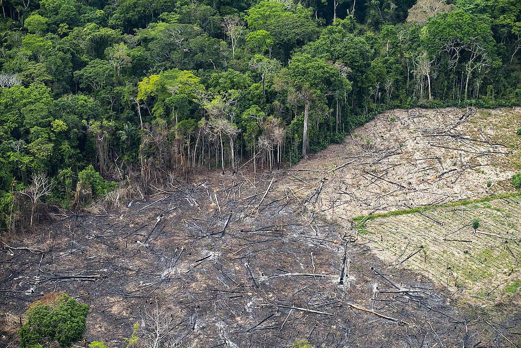 Investidores estrangeiros fazem crítica ao trabalho ambiental na Amazônia