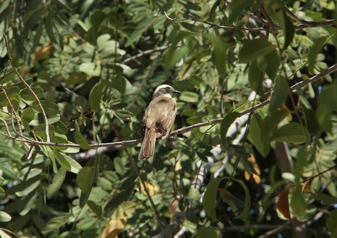 Ave “urbana” viaja 3 mil km para passar férias na Floresta Amazônica