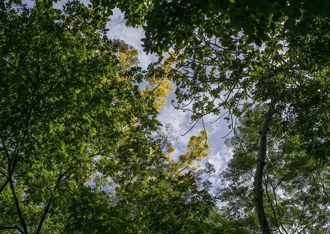 Cientistas procuram contar carbono na Amazônia 