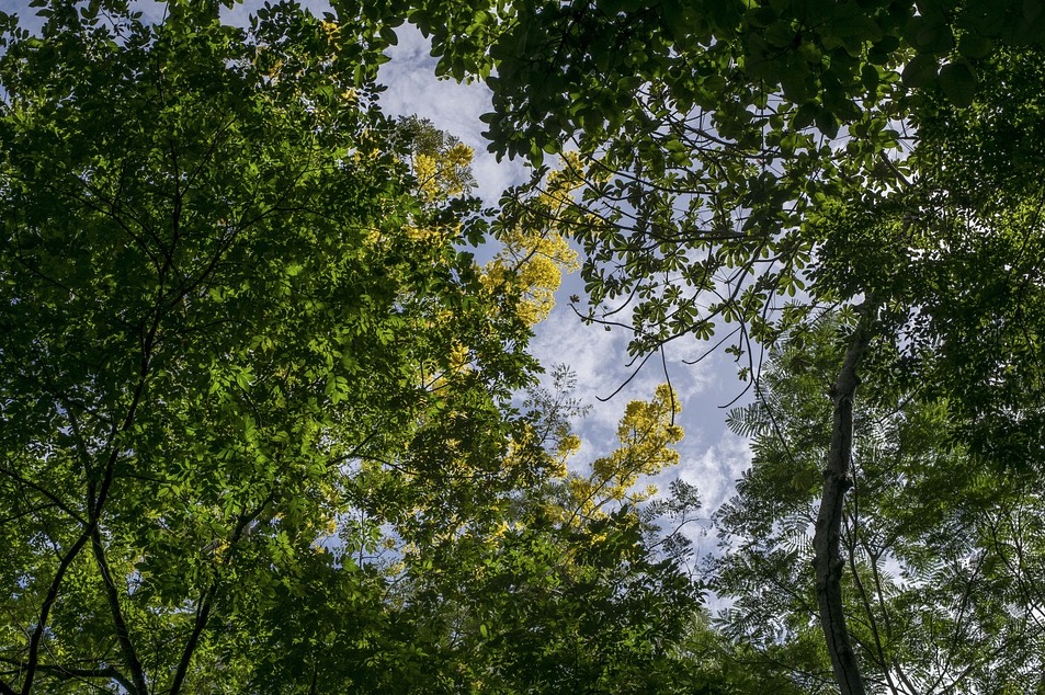 Cientistas procuram contar carbono na Amazônia 