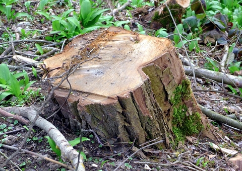 Segundo WWF, Brasil foi culpado de 43% do desmatamento entre 2004 e 2017