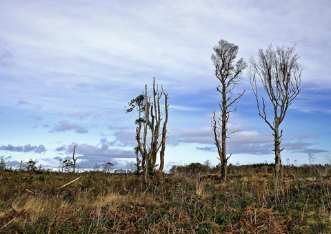 Ex-ministros do Meio Ambiente pedem ajuda de países europeus à Amazônia