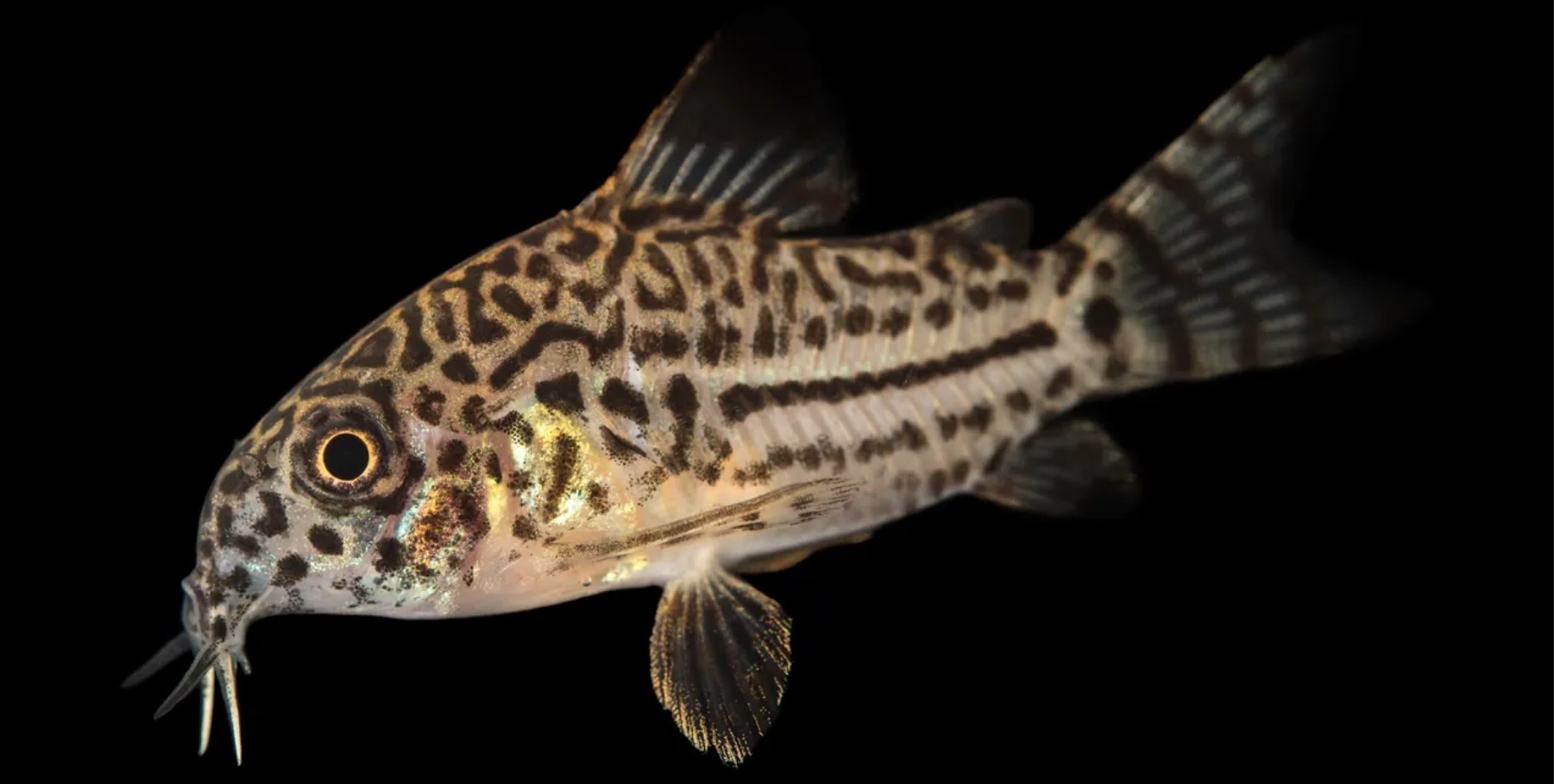 Espécie pequena de peixe da Amazônia sobrevivem a ataque de piranhas